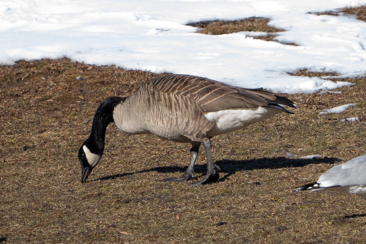 Canada Goose - ML615064765