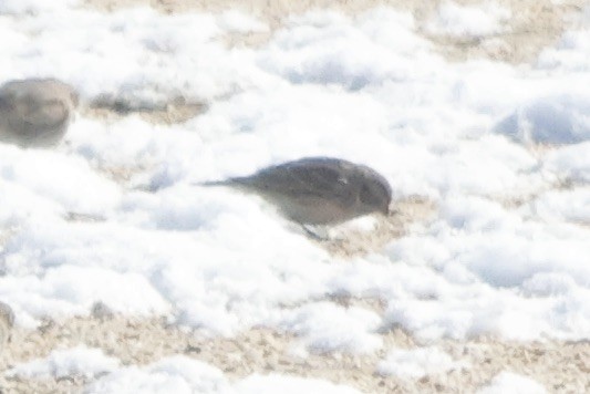 Lapland Longspur - ML615064775