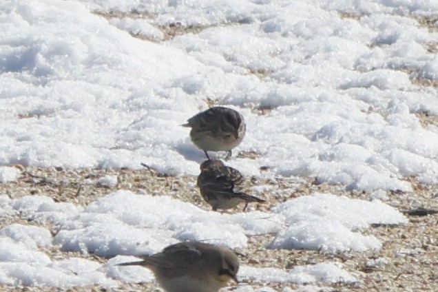 Lapland Longspur - ML615064795