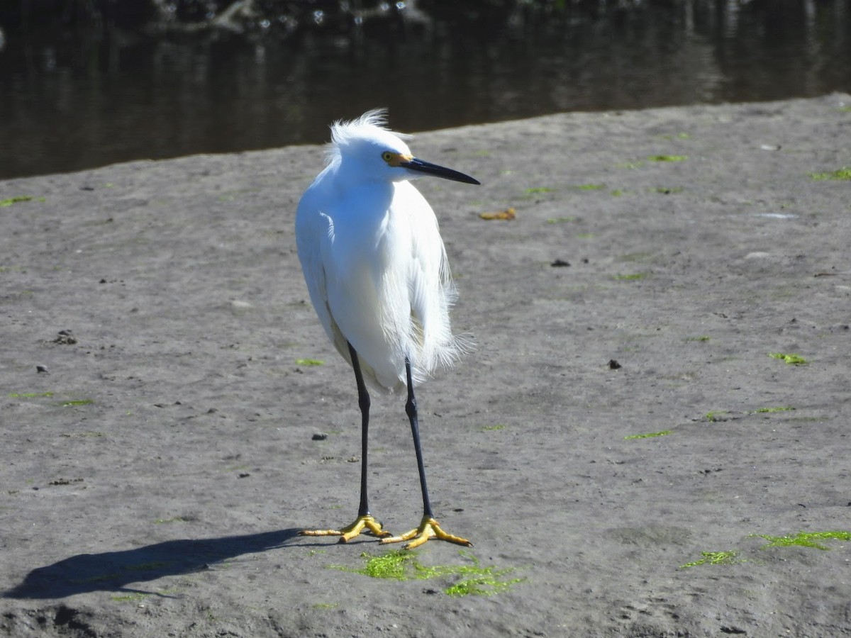 Snowy Egret - patricia kuzma sell