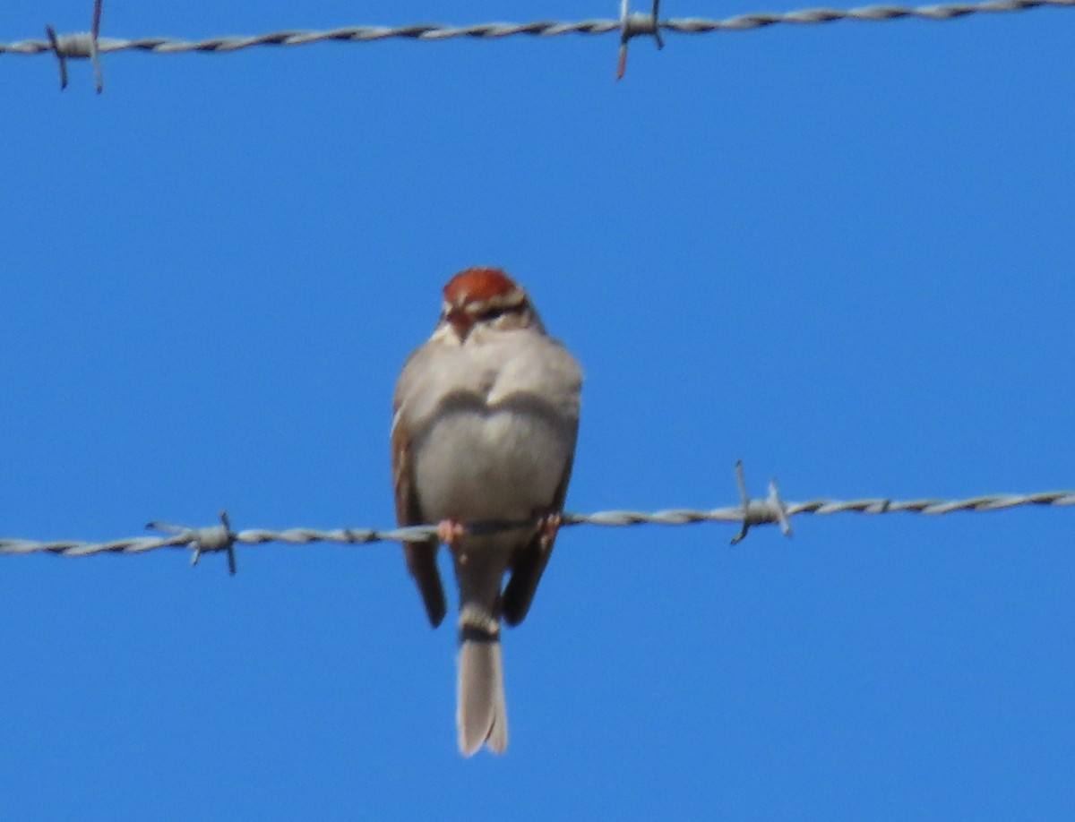 Chipping Sparrow - ML615064802
