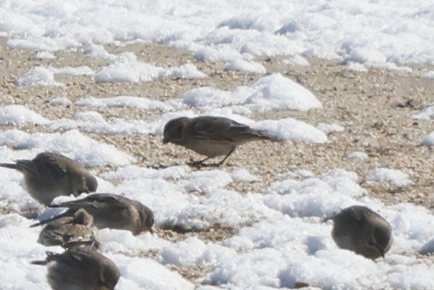 Lapland Longspur - ML615064829