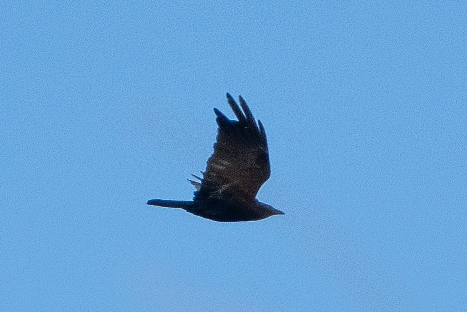 tanımsız karga (Corvus sp.) - ML615064839