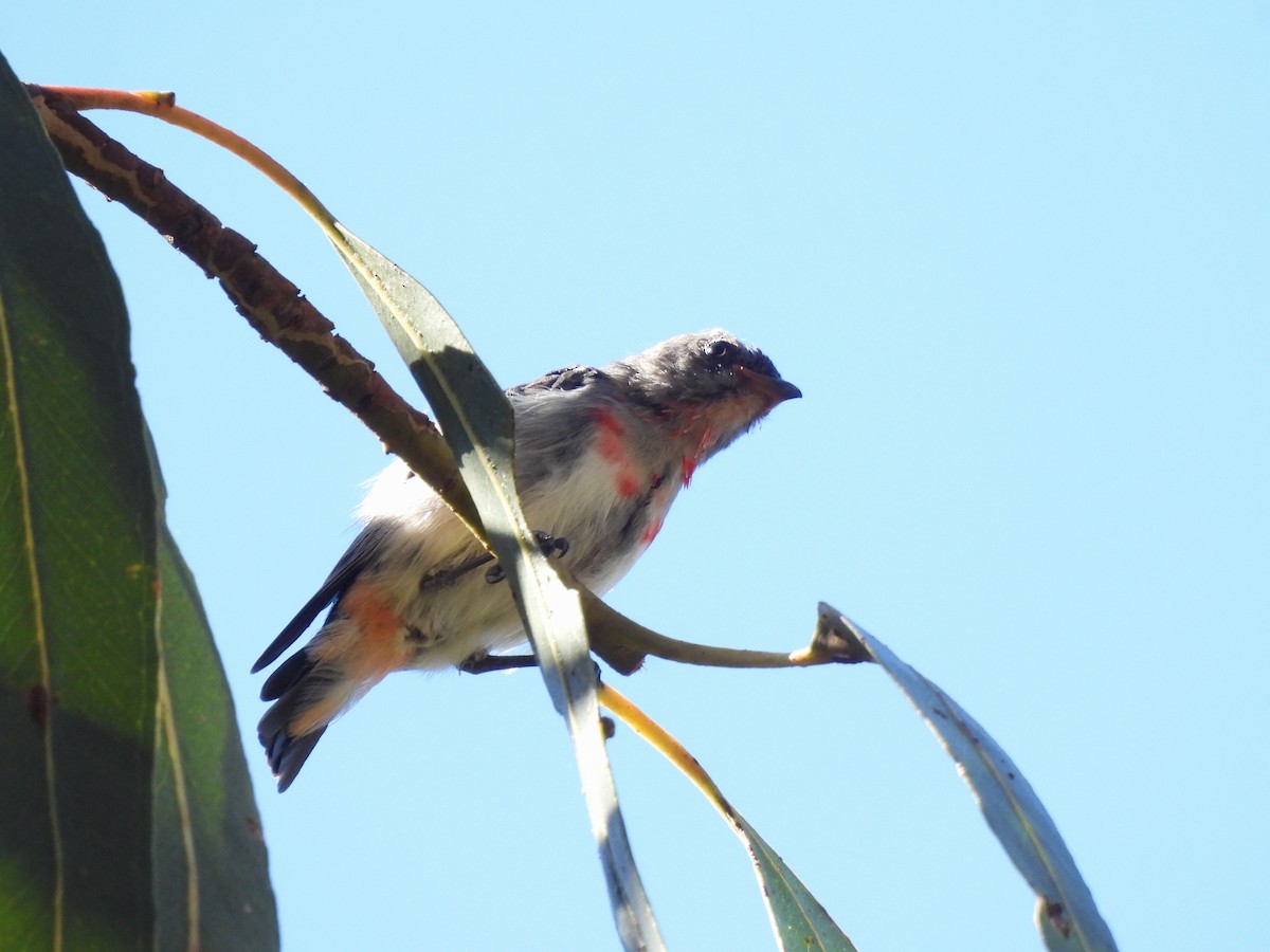 Mistletoebird - ML615064892