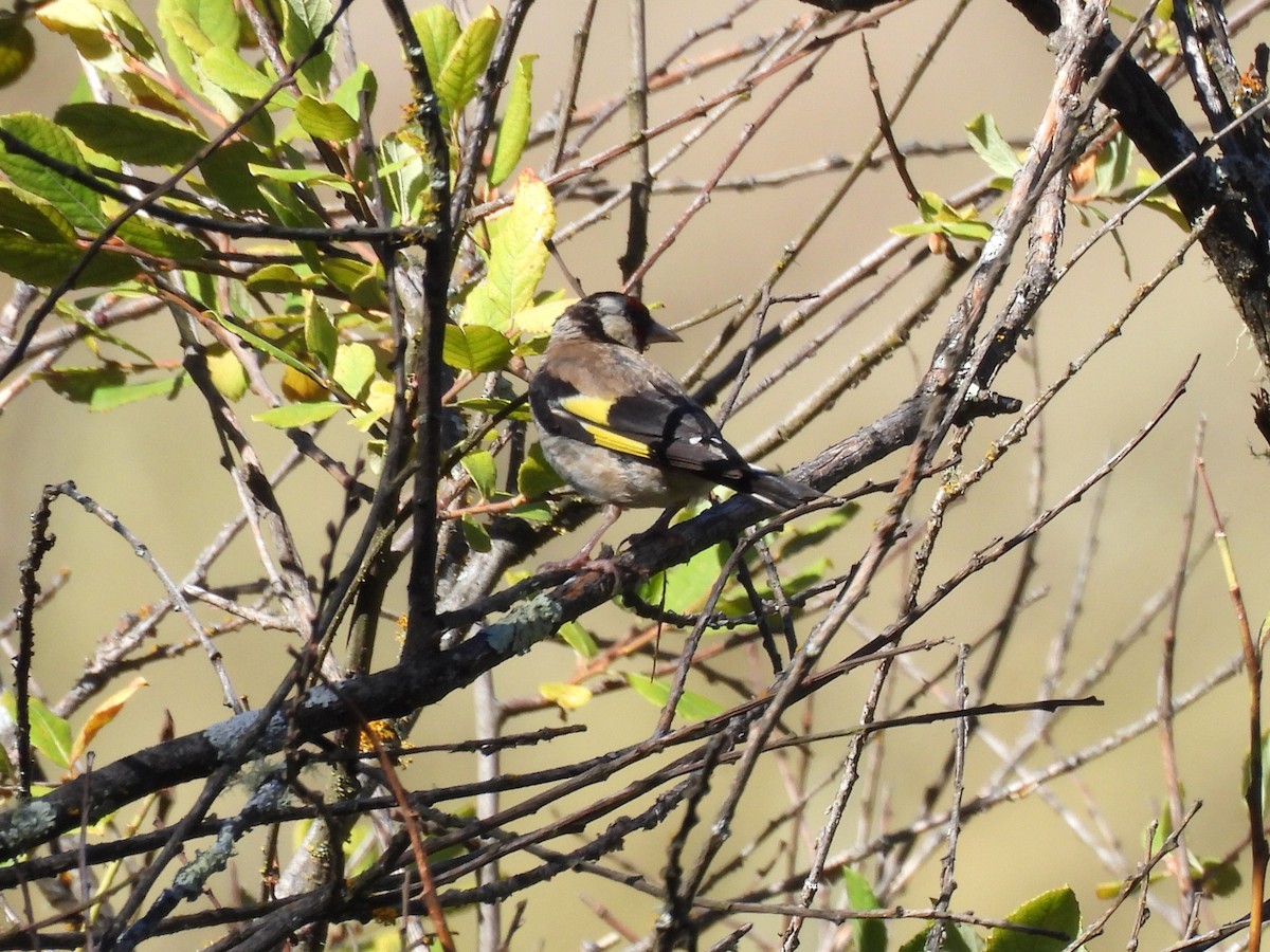 European Goldfinch - ML615064916