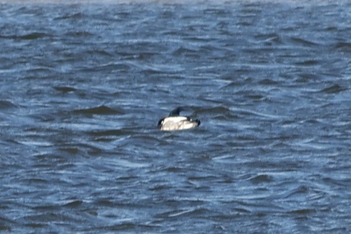 Red-breasted Merganser - ML615064992