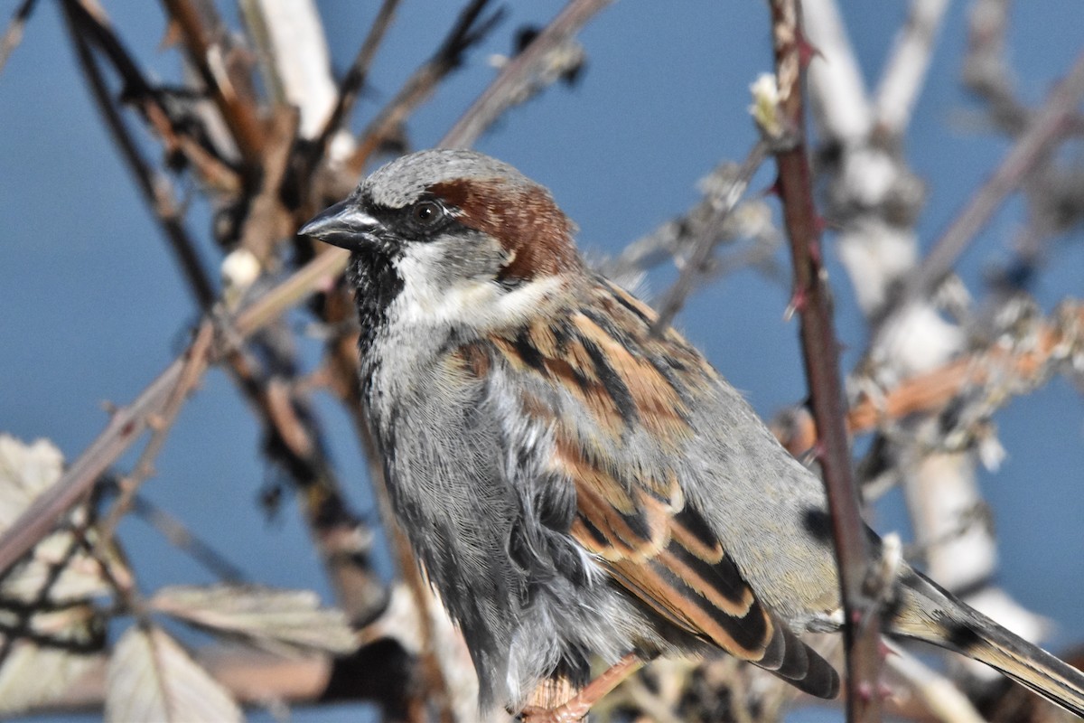 House Sparrow - Mike Marble