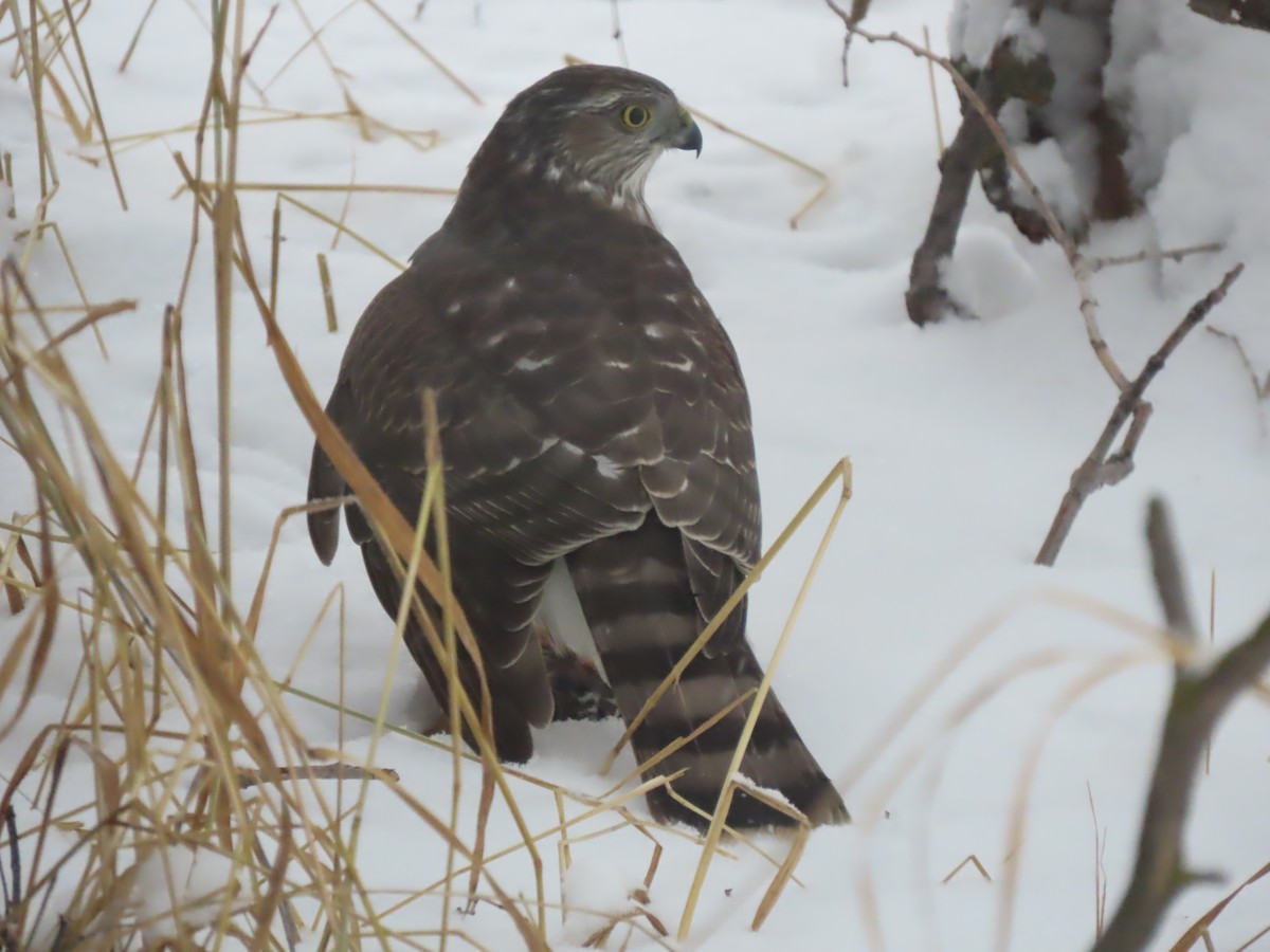 Sharp-shinned Hawk (Northern) - ML615065052