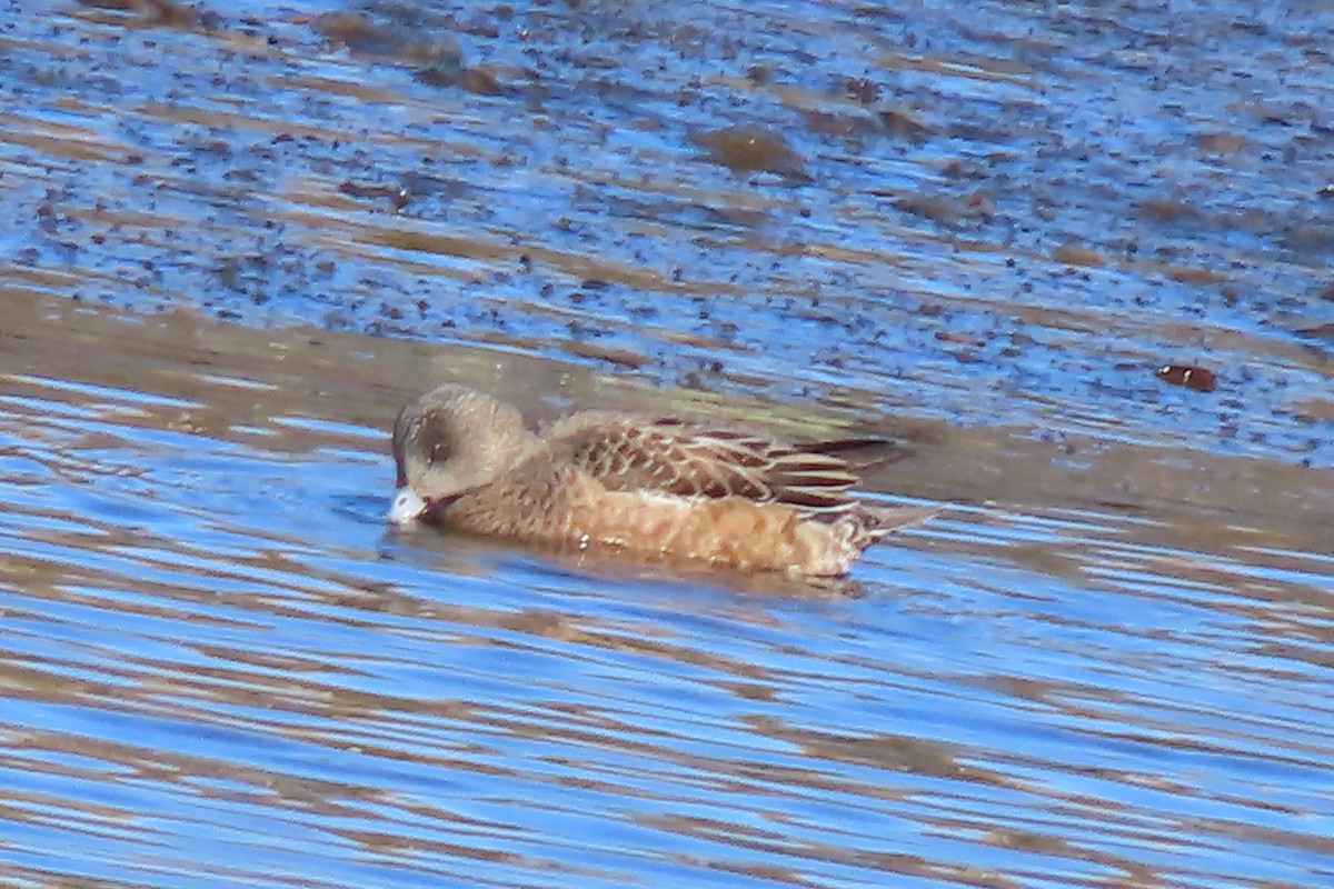 American Wigeon - ML615065053