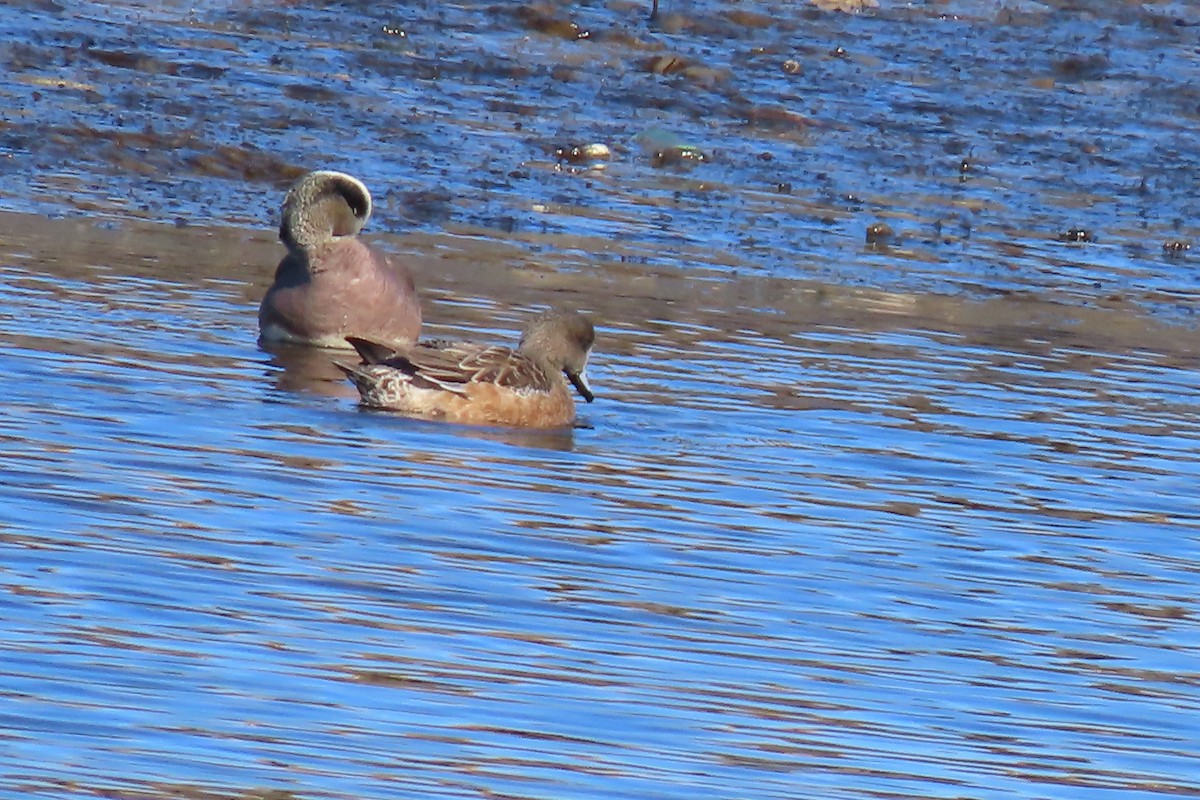 American Wigeon - ML615065054