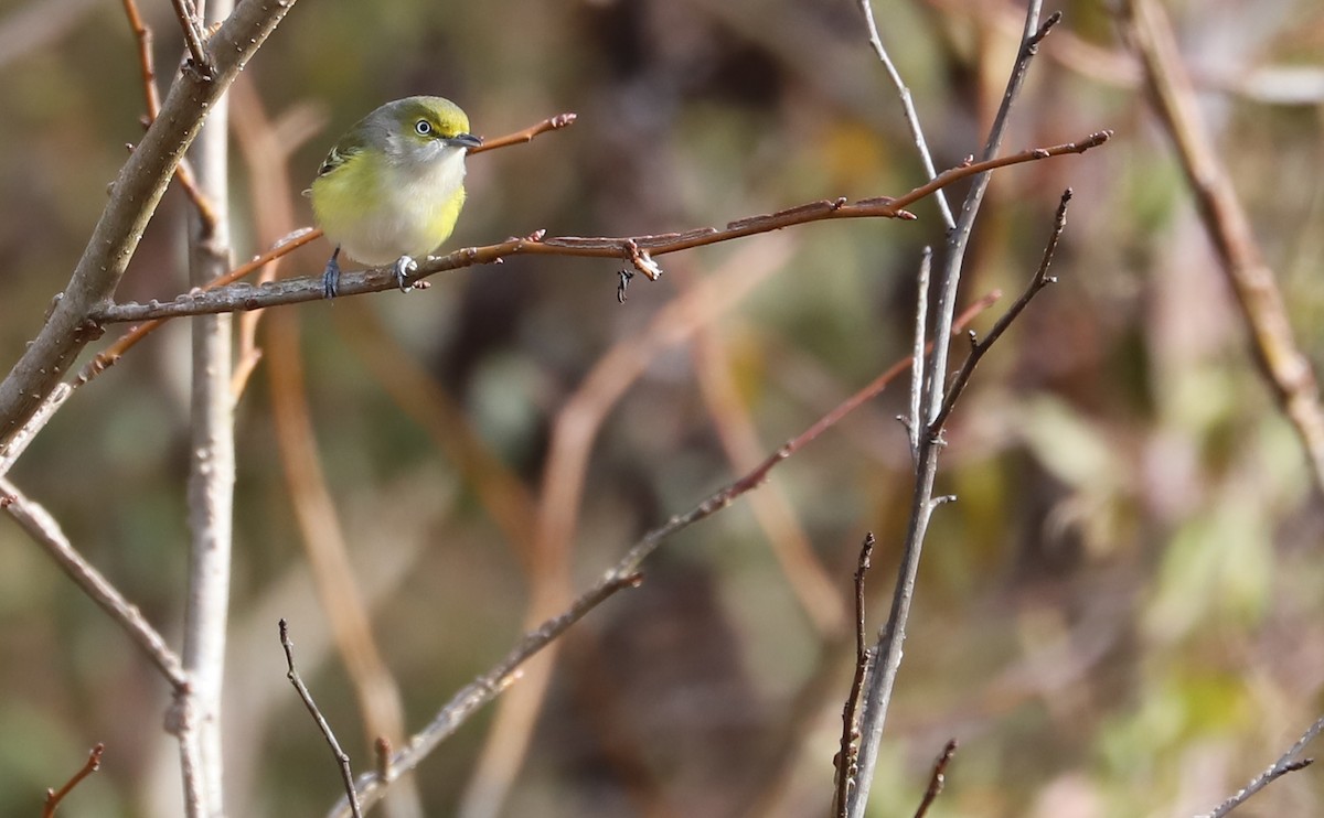 Ak Gözlü Vireo - ML615065084