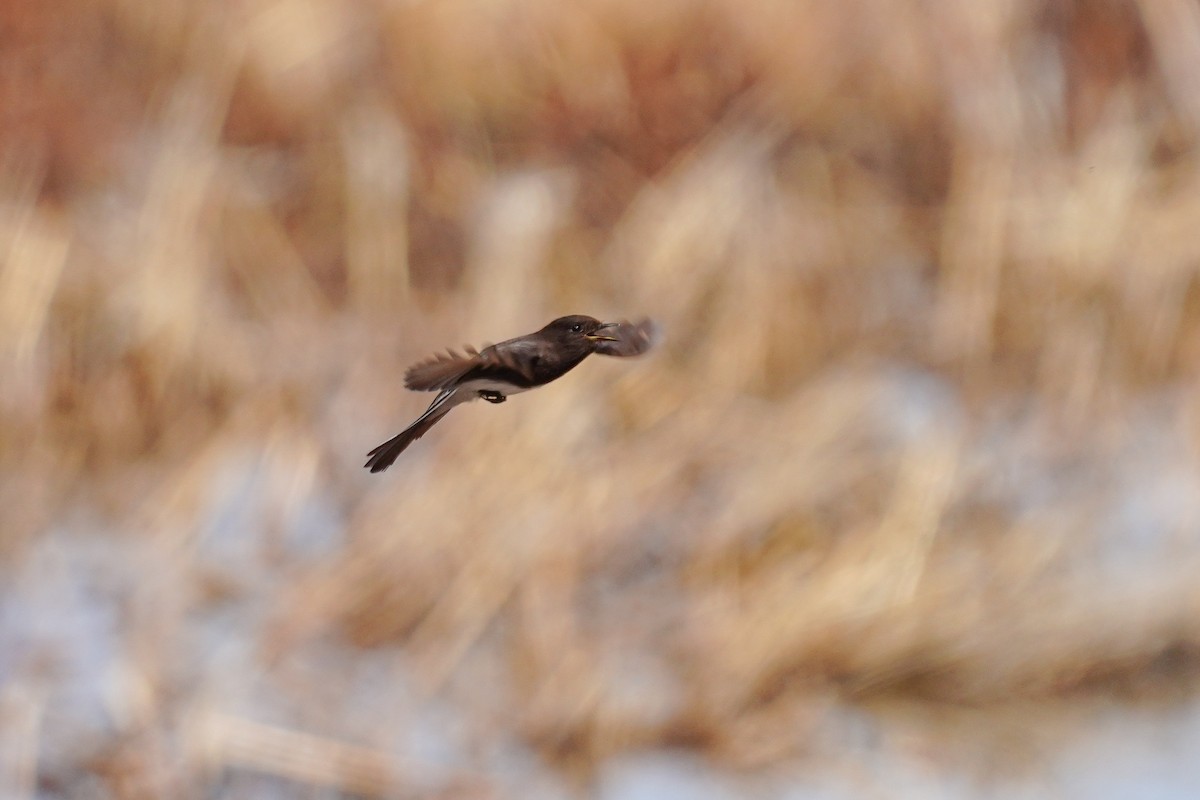 Black Phoebe - ML615065108