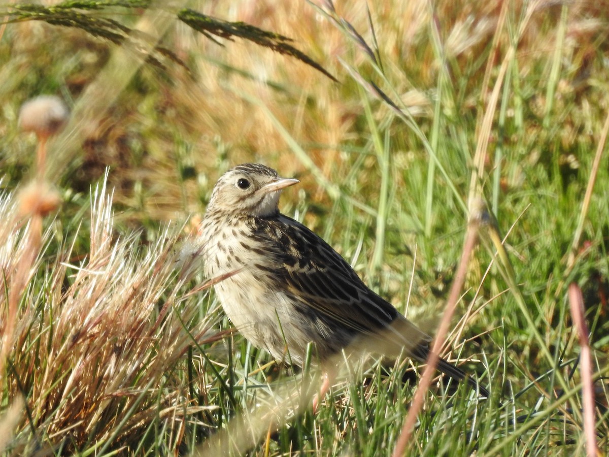 Correndera Pipit - ML615065201