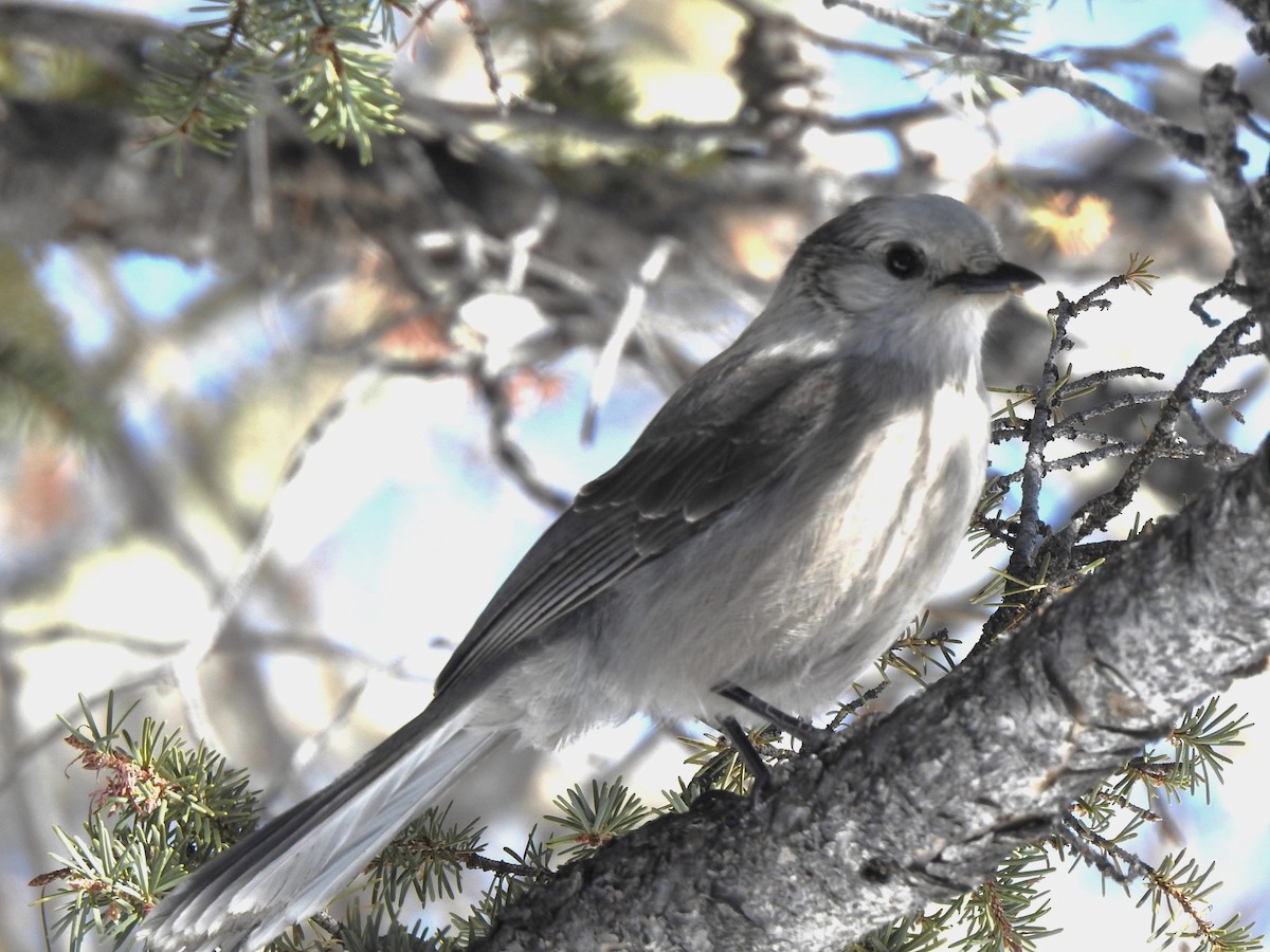 Canada Jay - T B