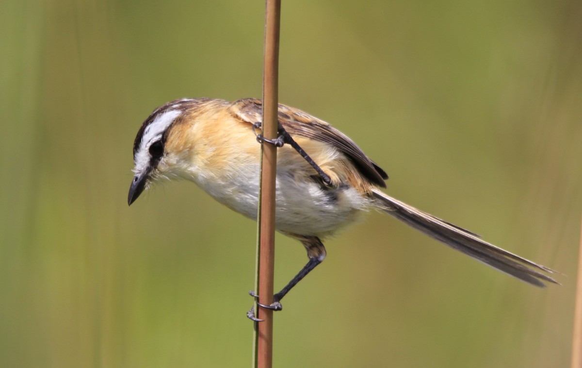 Sharp-tailed Tyrant - ML615065292