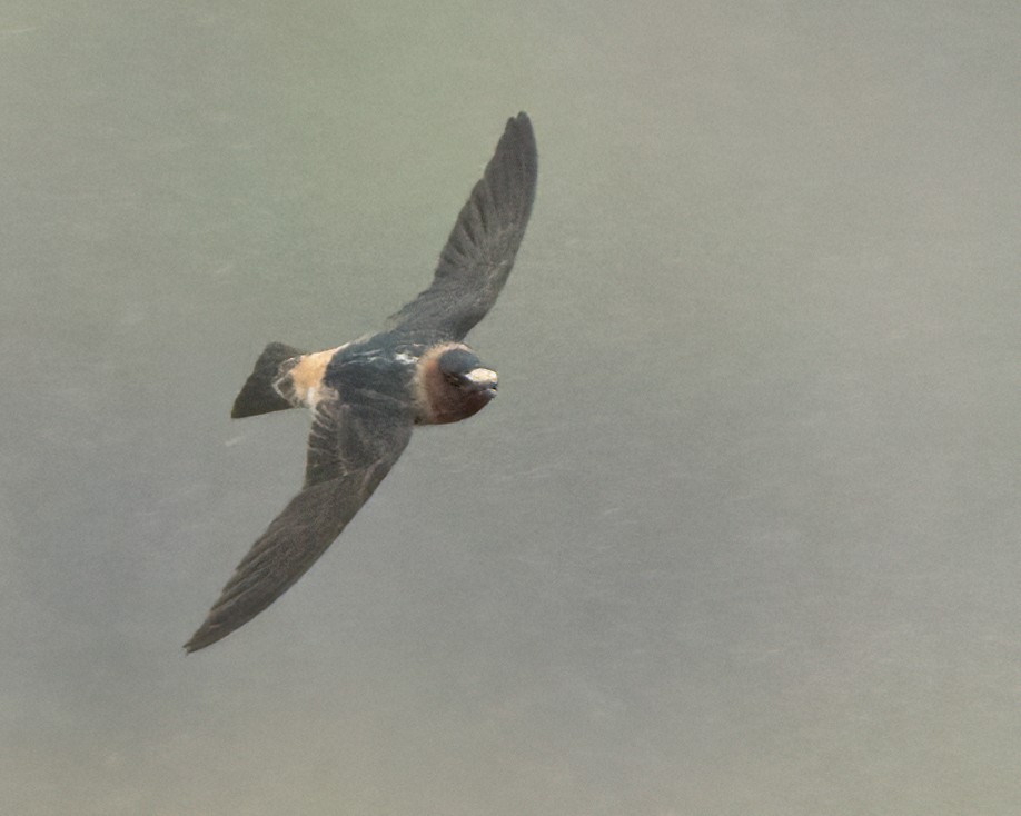Cliff Swallow - Sue Cook