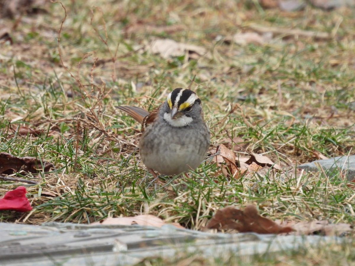 White-throated Sparrow - ML615065357