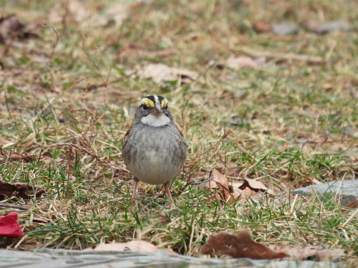 White-throated Sparrow - ML615065358