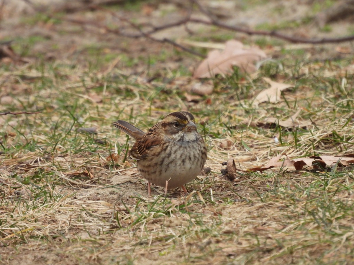 White-throated Sparrow - ML615065359