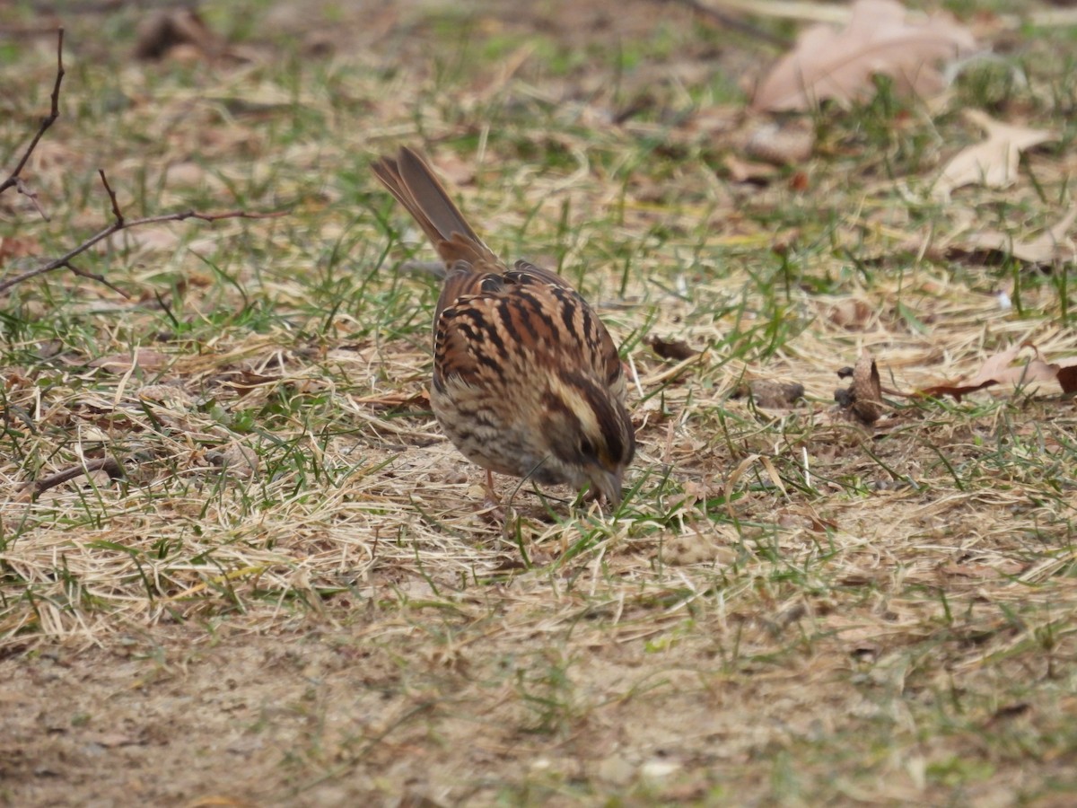 White-throated Sparrow - ML615065360