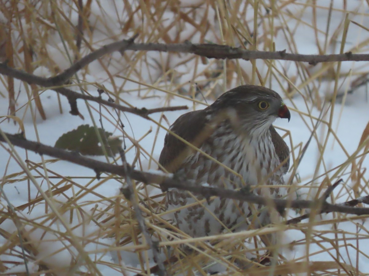 Sharp-shinned Hawk (Northern) - ML615065377