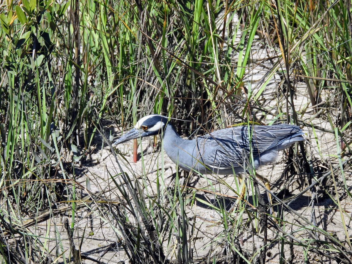 Yellow-crowned Night Heron - ML615065419