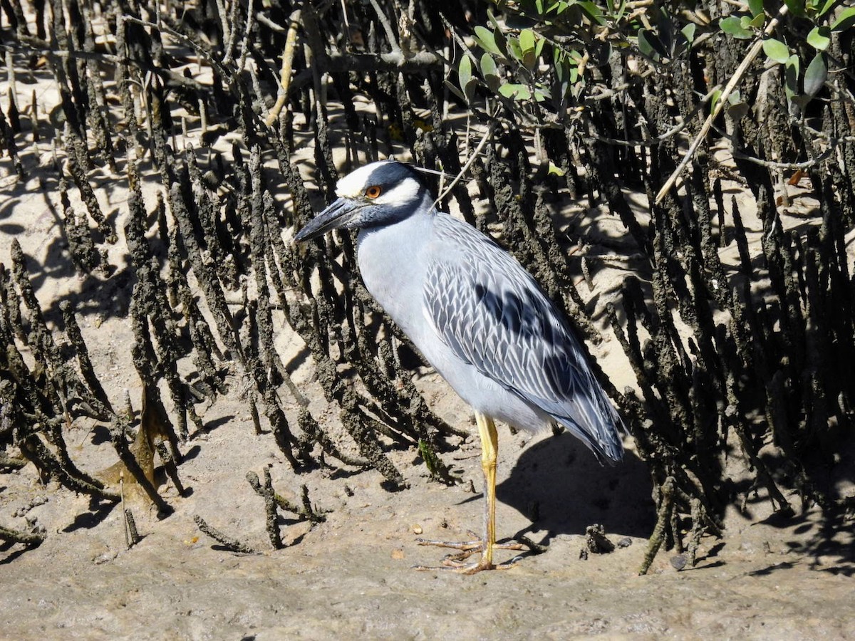 Yellow-crowned Night Heron - ML615065434