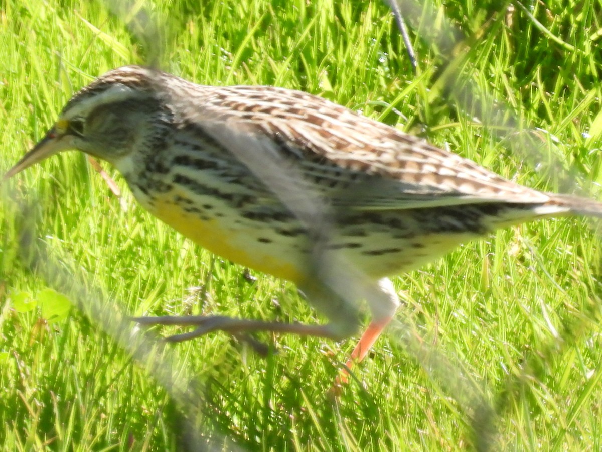 Western Meadowlark - ML615065441