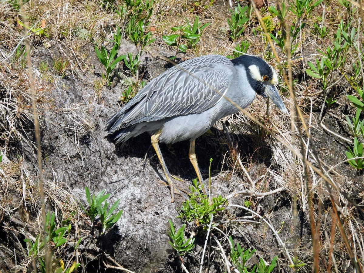 Yellow-crowned Night Heron - ML615065465