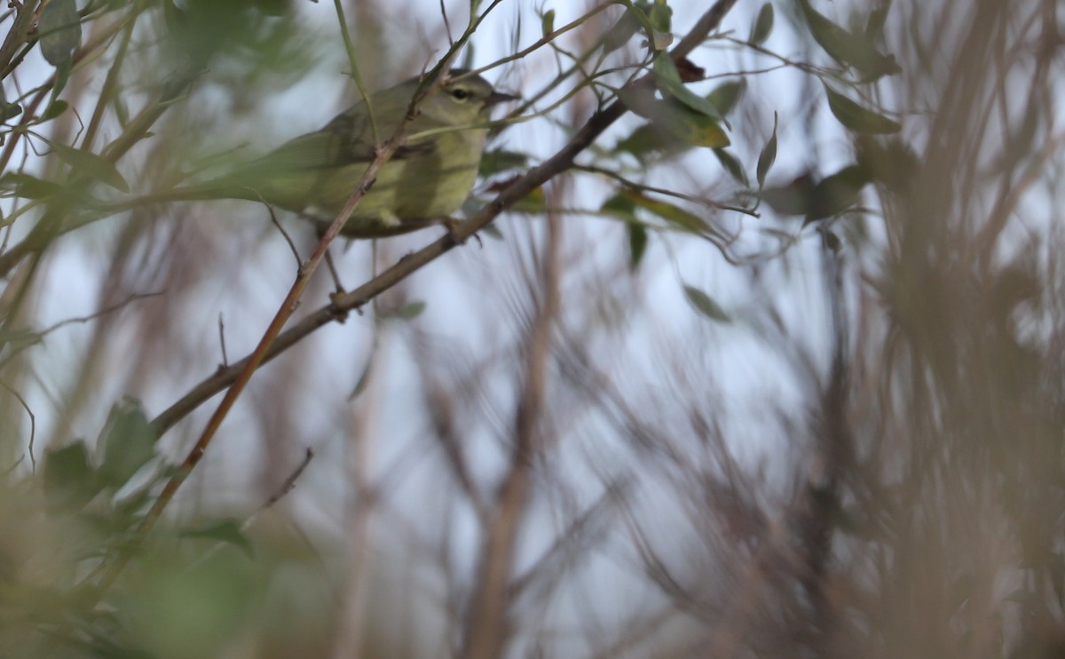 Orange-crowned Warbler - Rob Bielawski