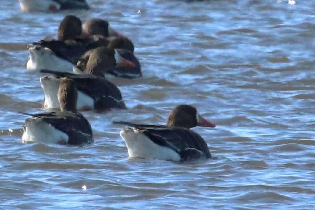 Greater White-fronted Goose - ML615065478