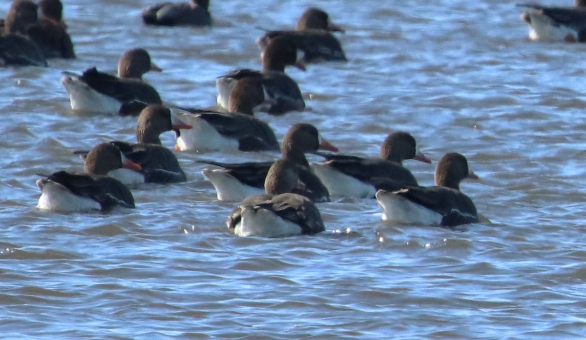 Greater White-fronted Goose - ML615065479