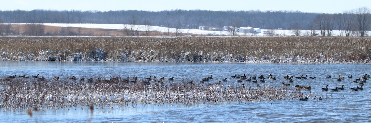 Greater White-fronted Goose - ML615065481