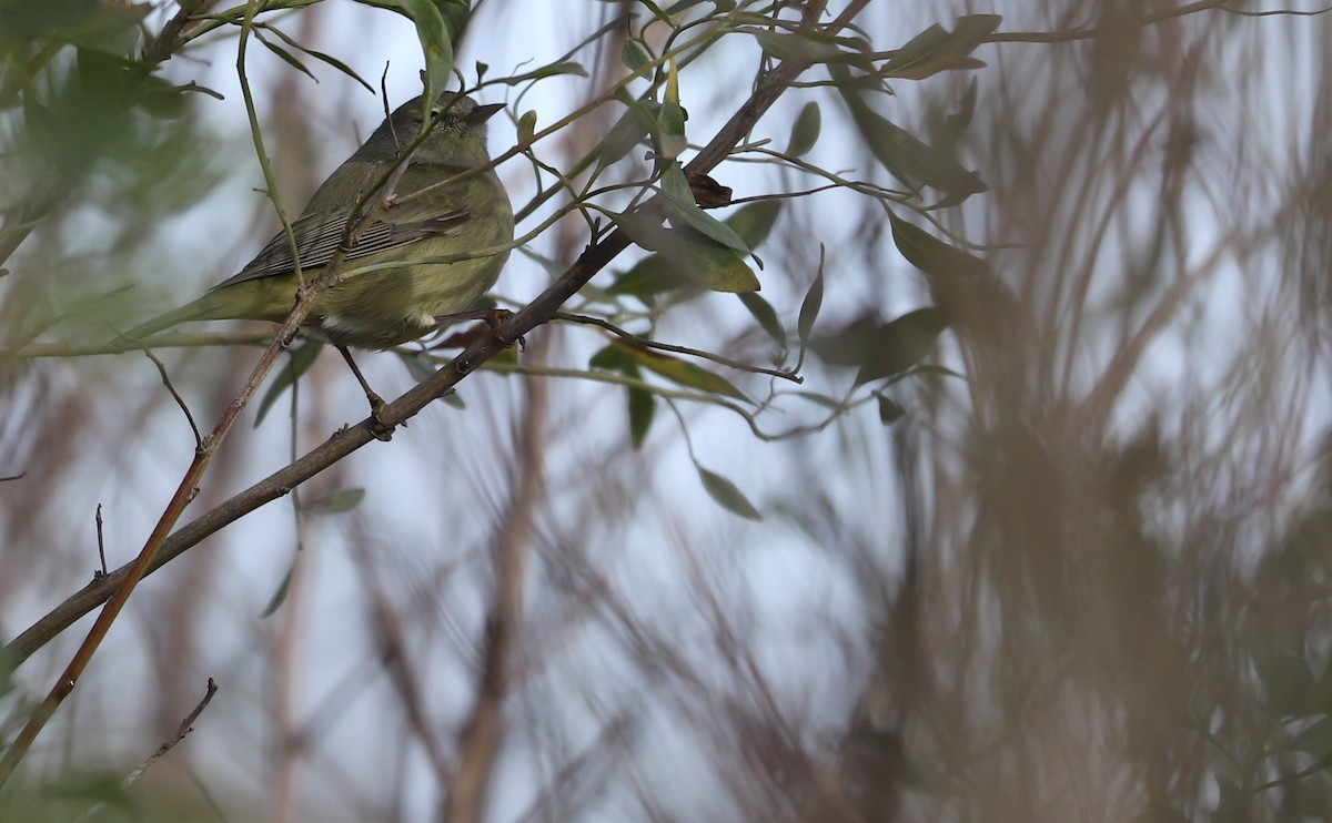 Orange-crowned Warbler - Rob Bielawski