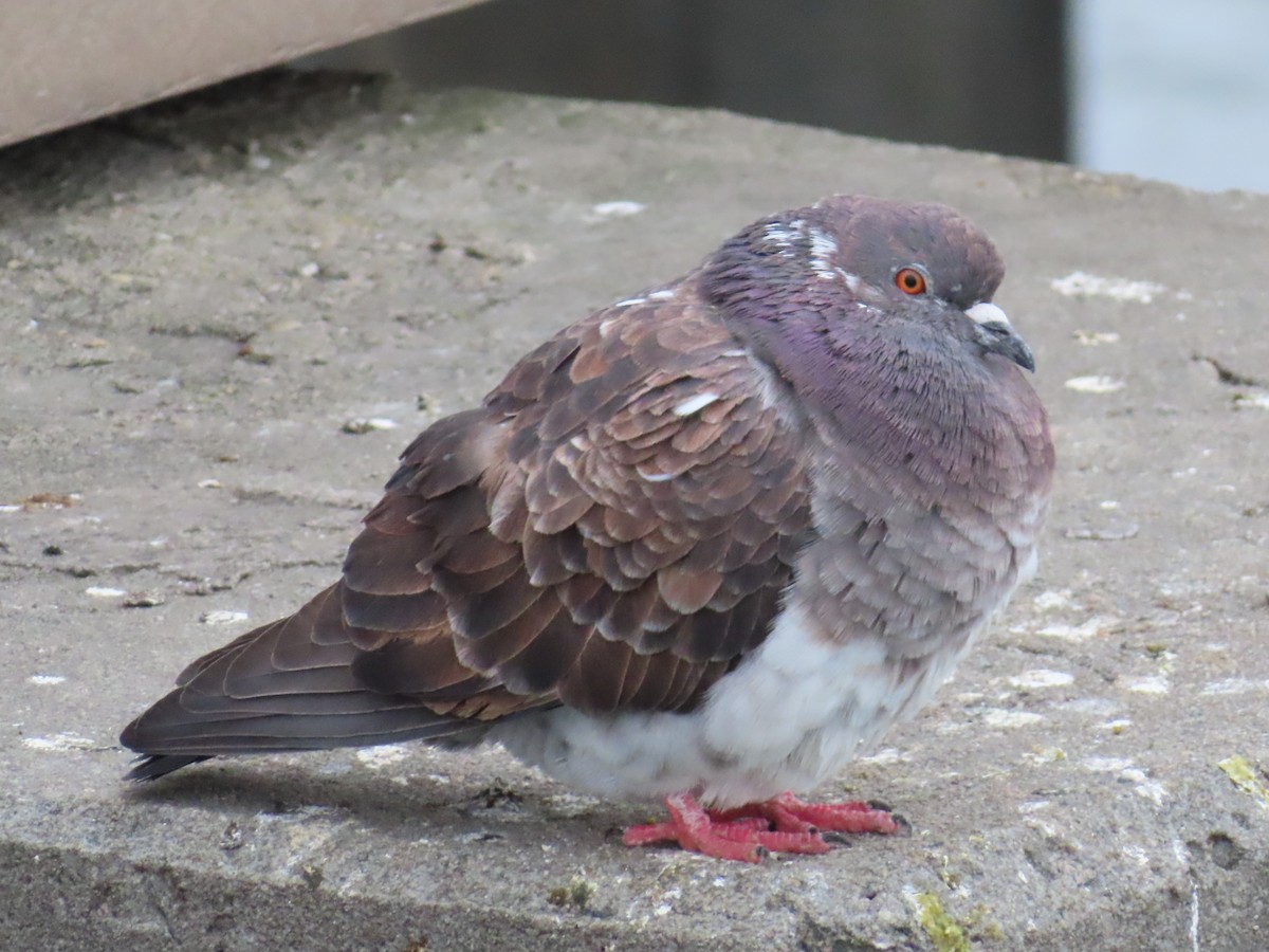 Rock Pigeon (Feral Pigeon) - ML615065485