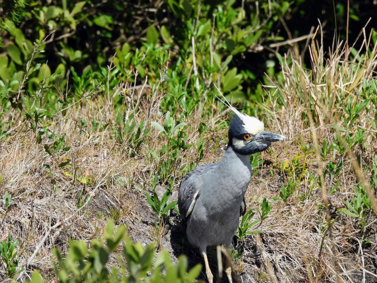 Yellow-crowned Night Heron - ML615065486