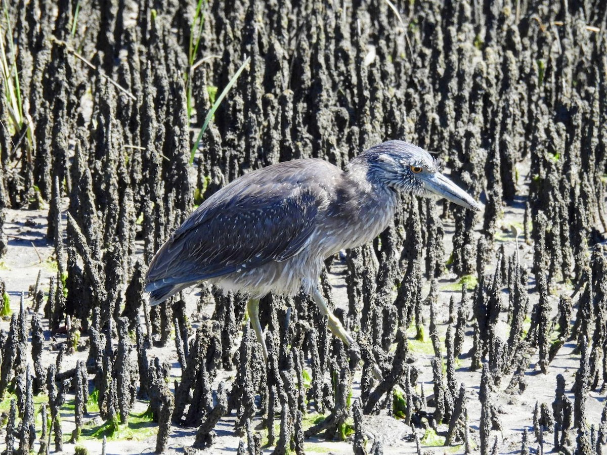 Yellow-crowned Night Heron - patricia kuzma sell