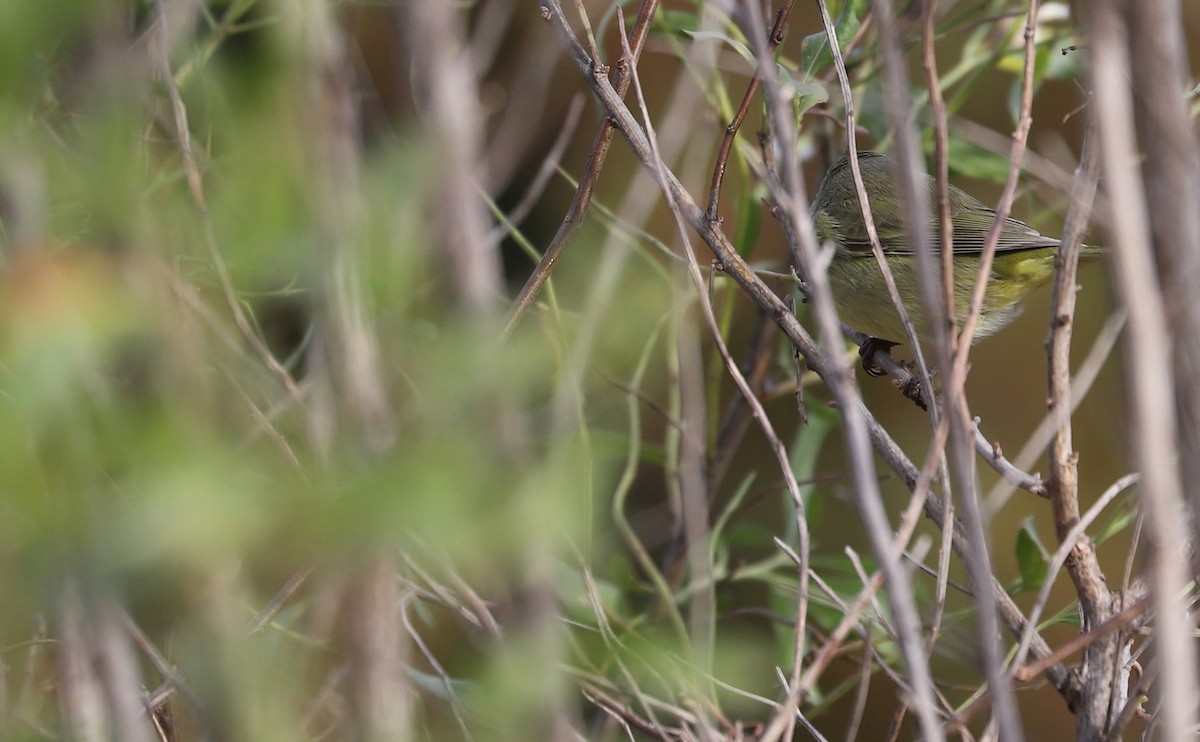 Orange-crowned Warbler - Rob Bielawski