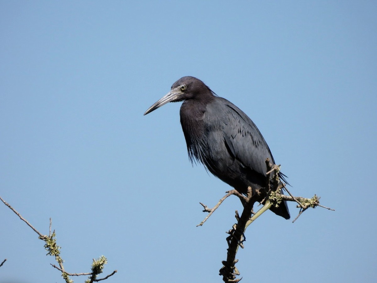 Little Blue Heron - ML615065503