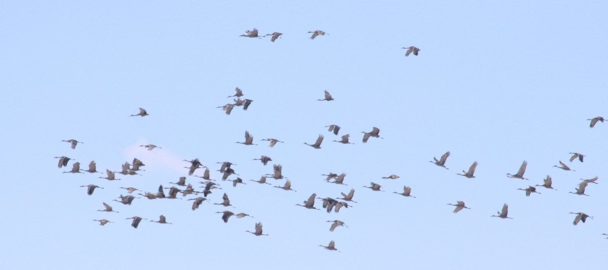 Sandhill Crane - ML615065573