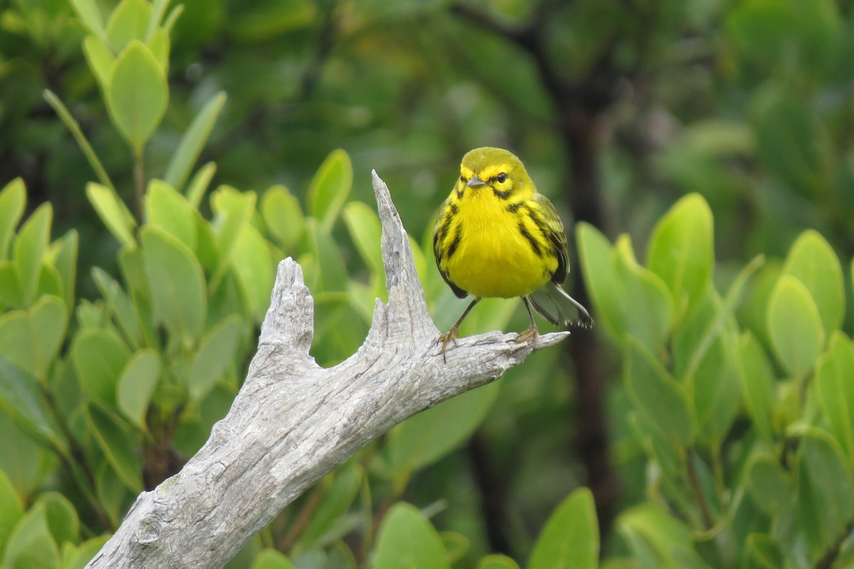 Prairie Warbler - ML615065638