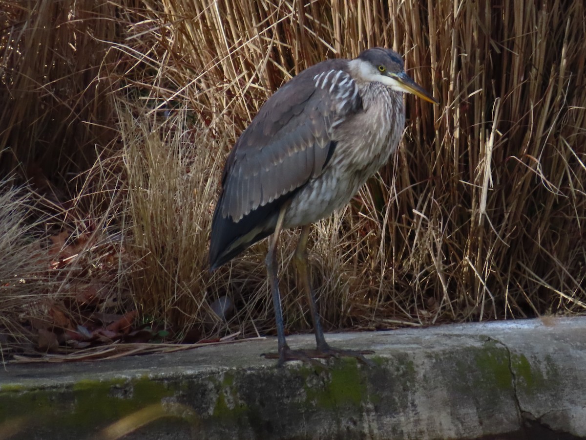 Great Blue Heron - Anonymous