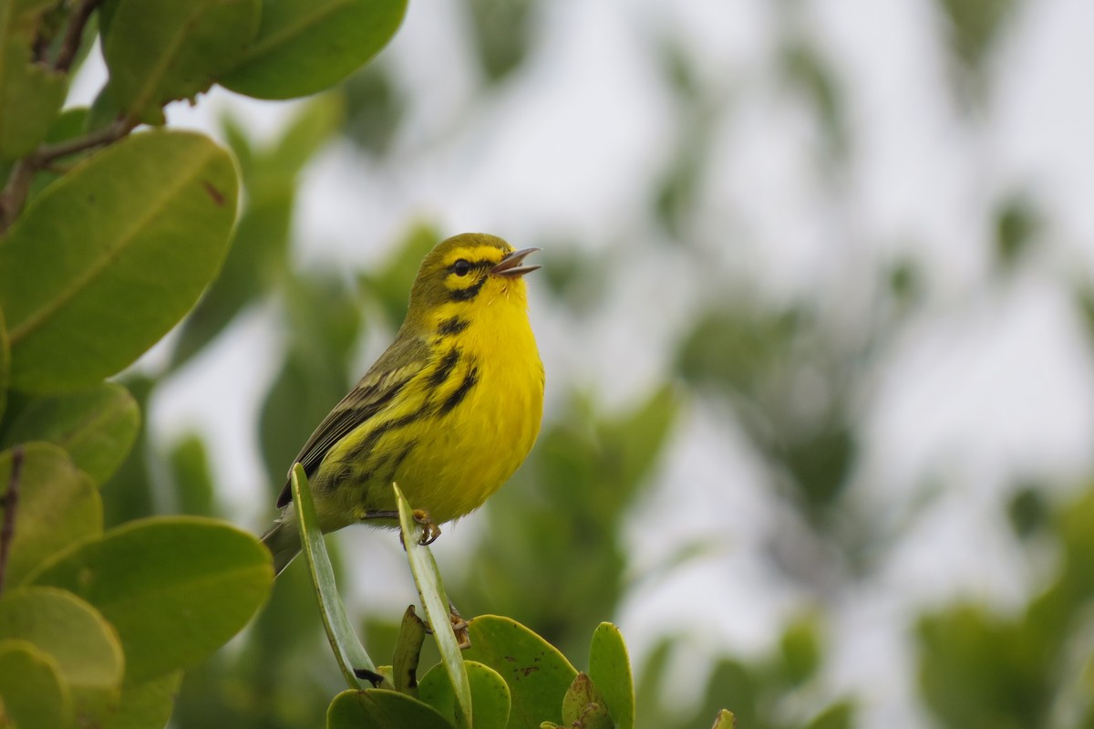 Prairie Warbler - ML615065706