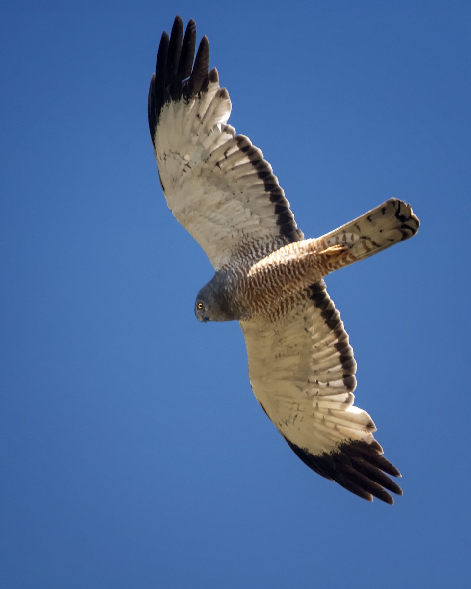 Cinereous Harrier - Graciela  Neira