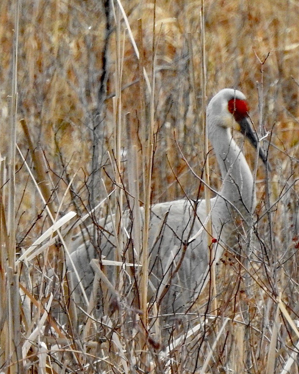 Sandhill Crane - ML615065735