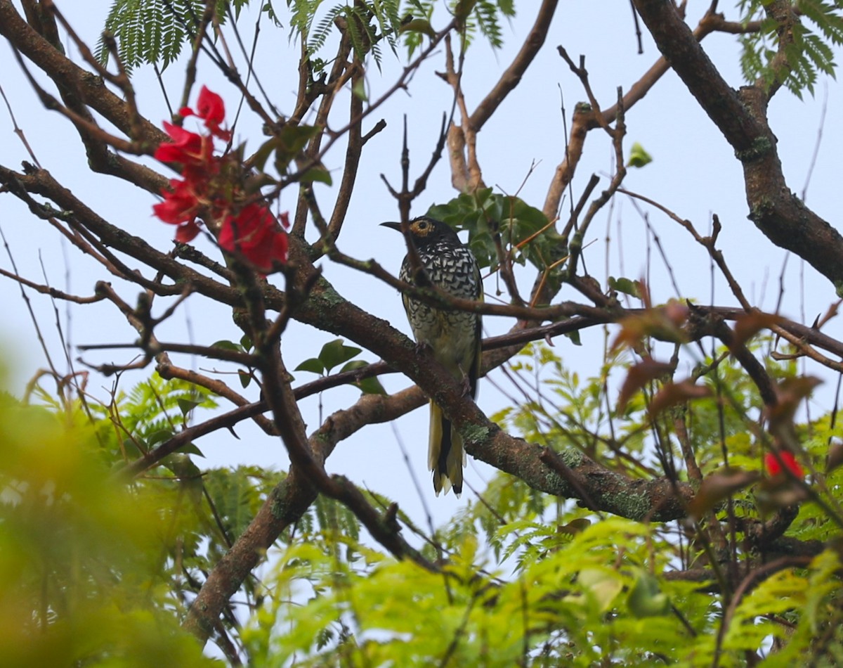 Regent Honeyeater - Steven Edwards