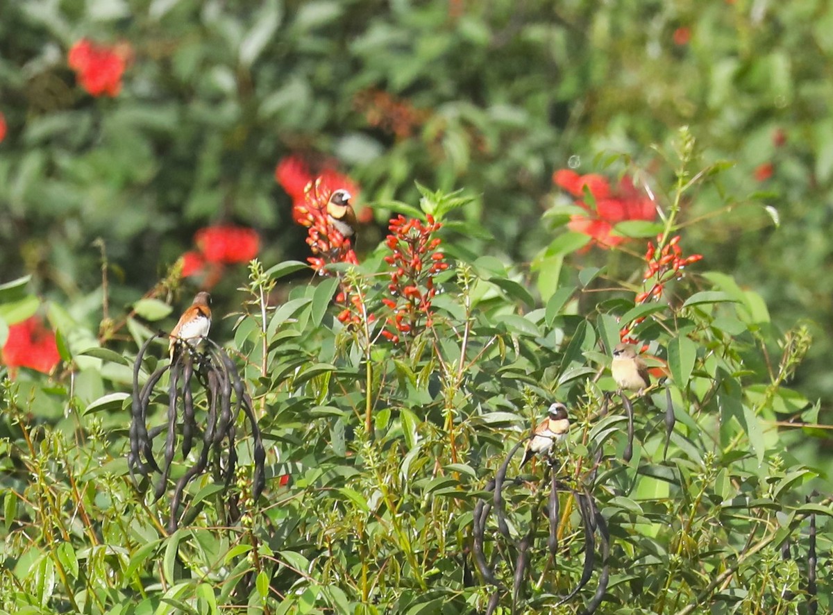 Chestnut-breasted Munia - ML615065921