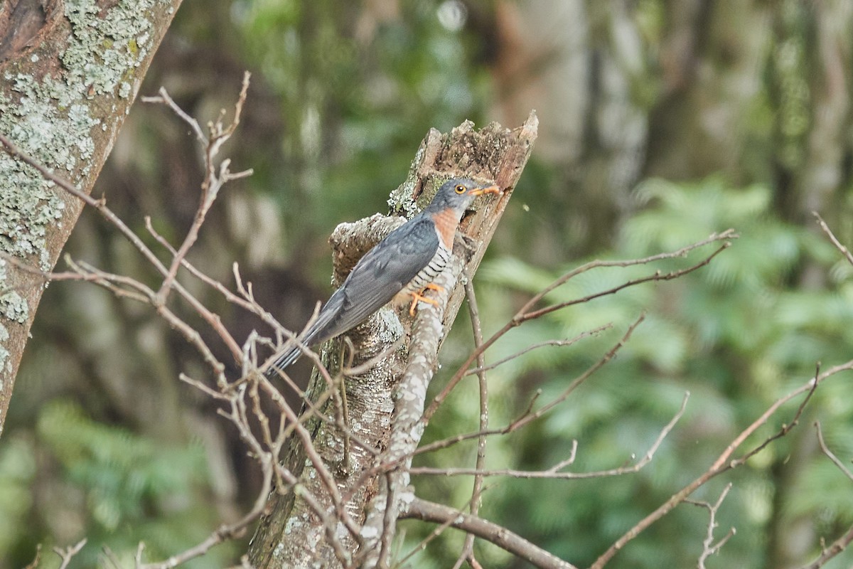 Red-chested Cuckoo - ML615065934