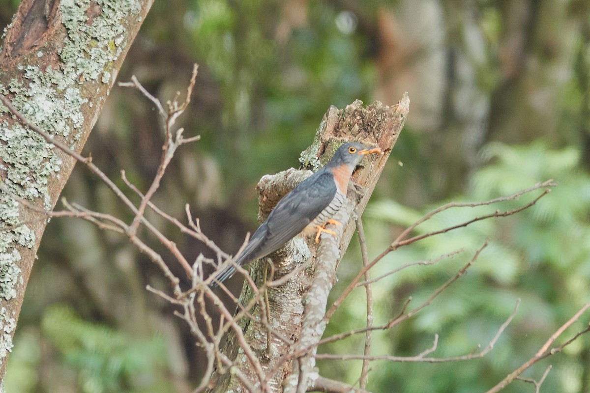 Red-chested Cuckoo - ML615065937