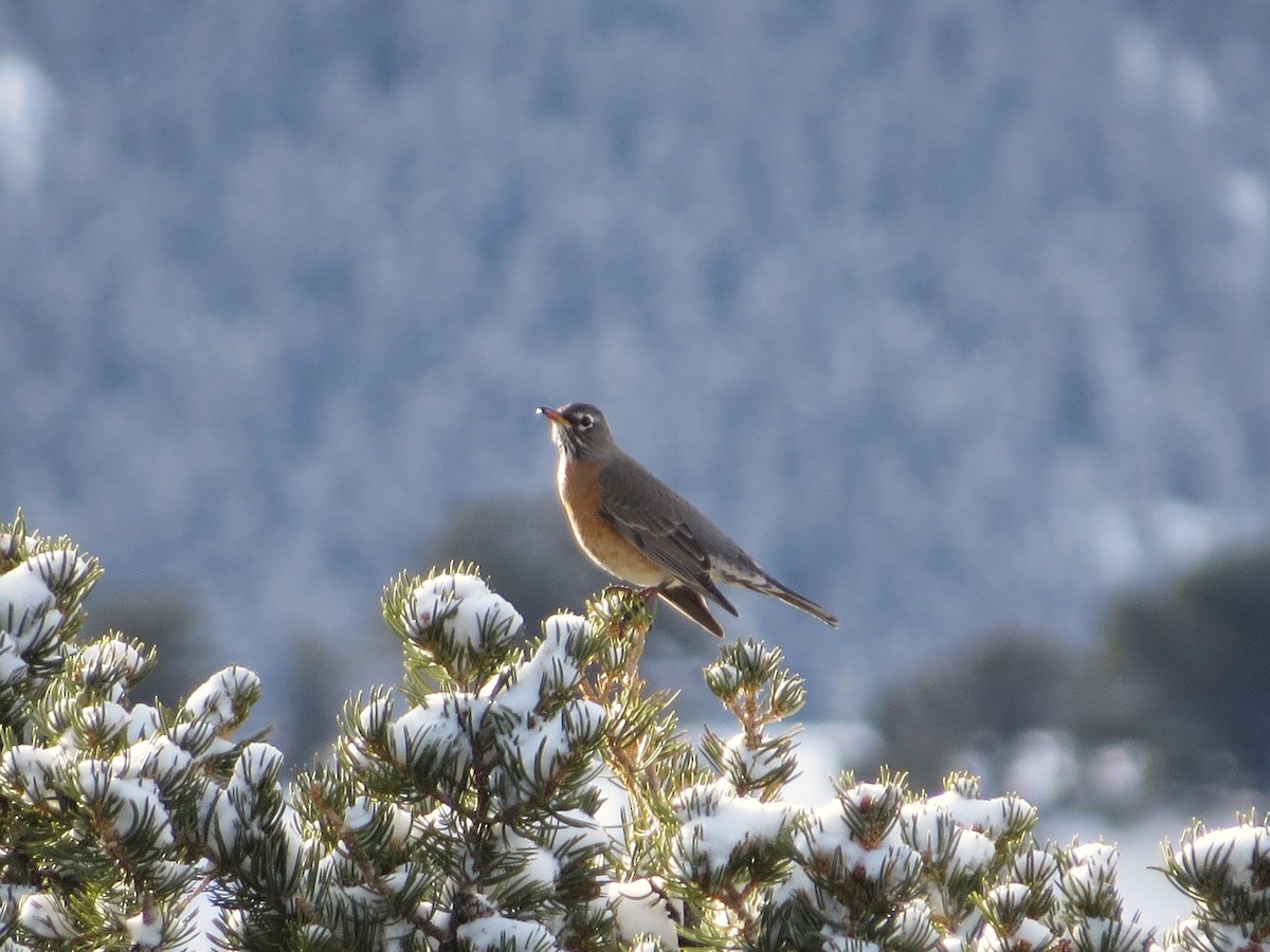 American Robin - ML615065947